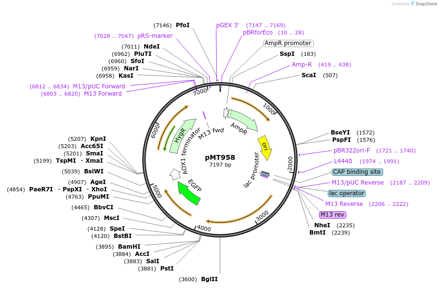 228294-plasmid-map-sequence-id-457100