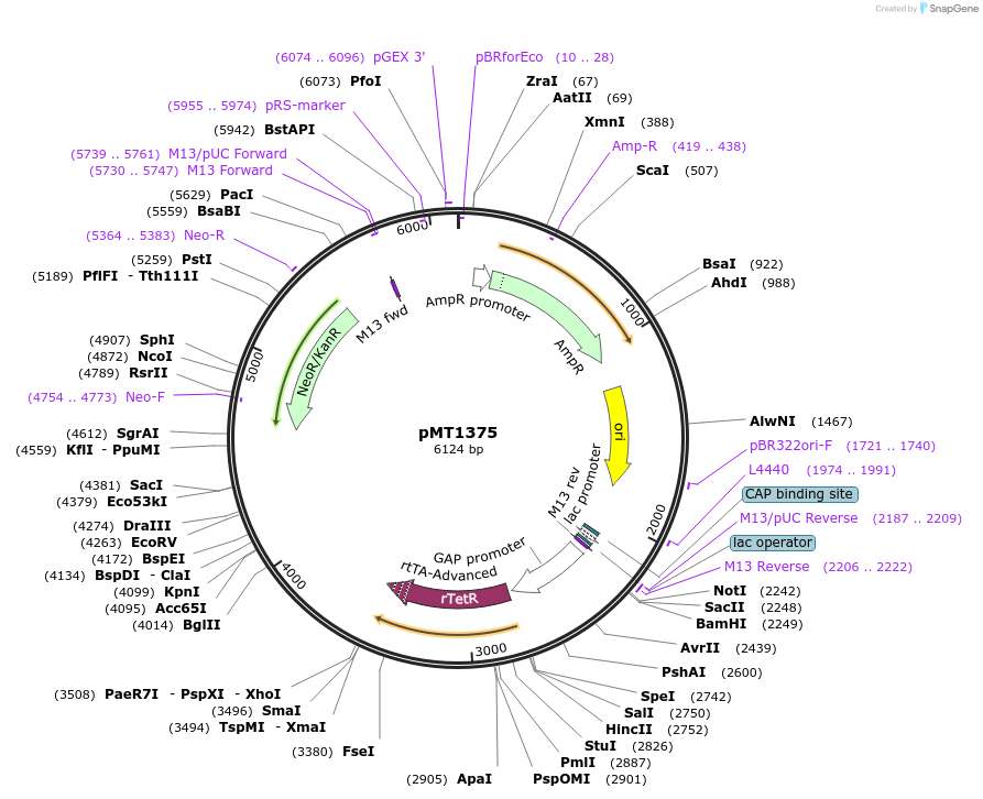 228314-plasmid-map-sequence-id-457104