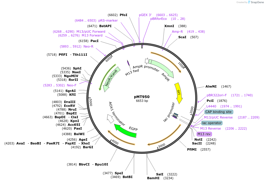 228290-plasmid-map-sequence-id-457112