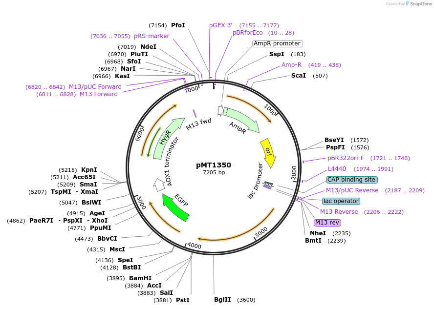 228312-plasmid-map-sequence-id-457119