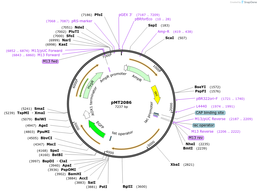 228341-plasmid-map-sequence-id-457120