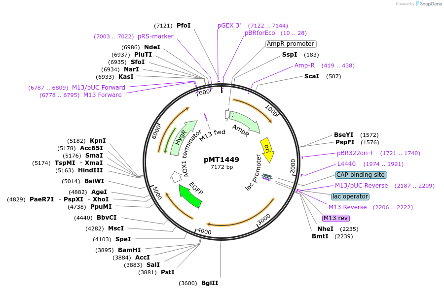 228318-plasmid-map-sequence-id-457130