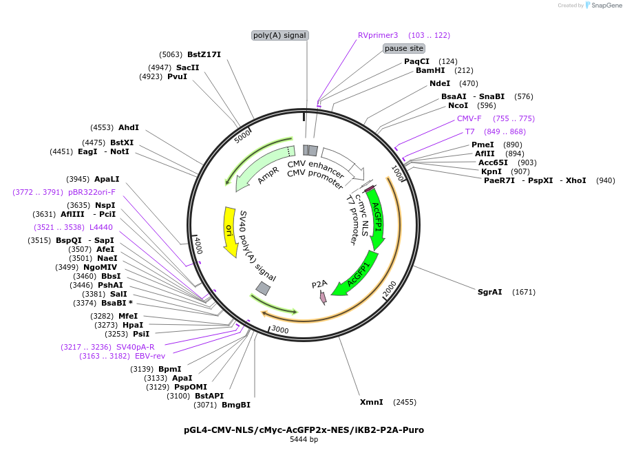 228398-plasmid-map-sequence-id-457132
