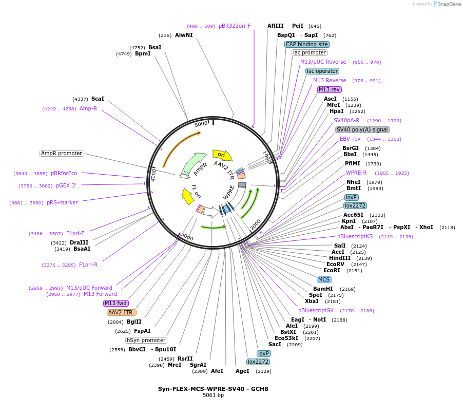 230818-plasmid-map-sequence-id-457133