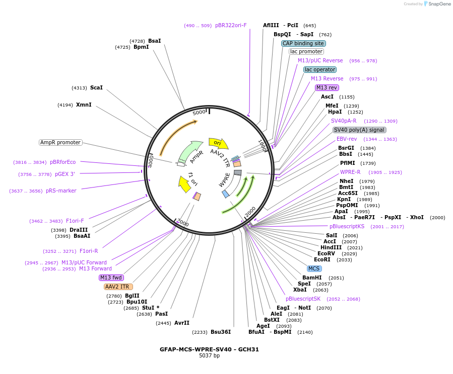 230829-plasmid-map-sequence-id-457134