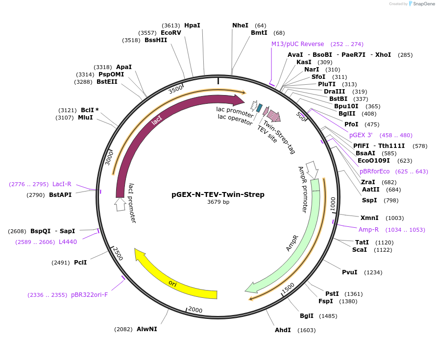 222014-plasmid-map-sequence-id-457136
