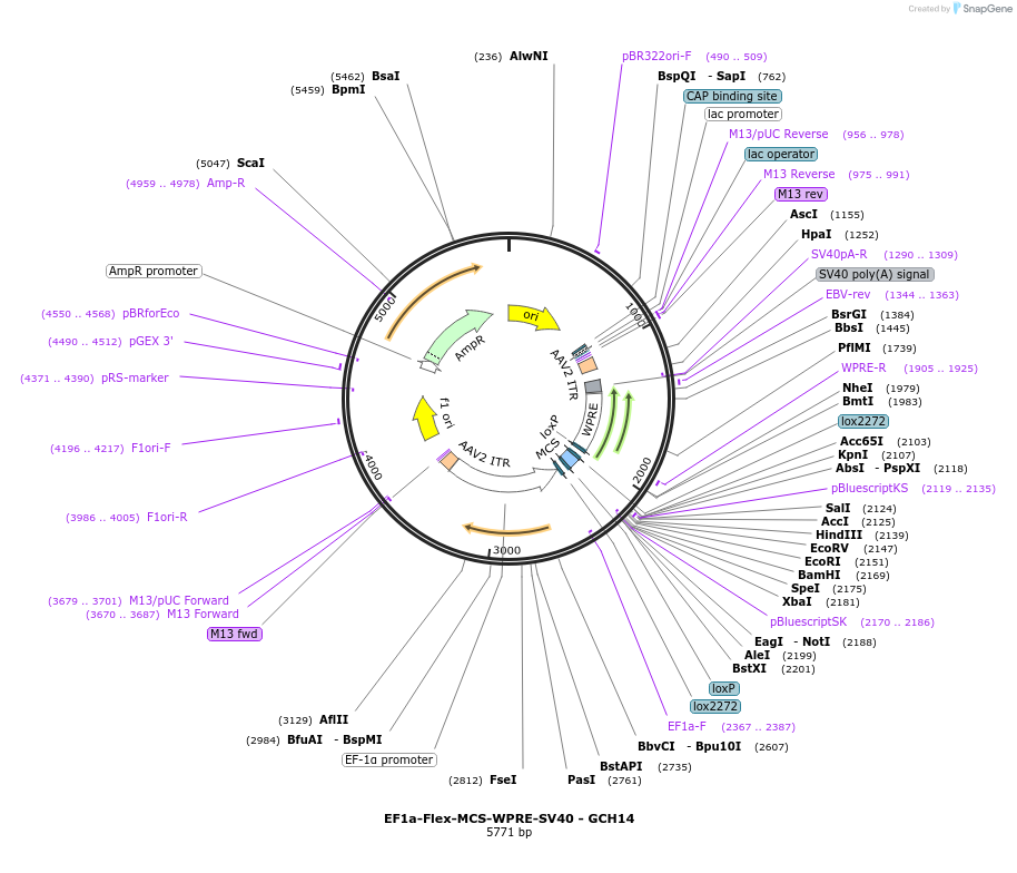 230821-plasmid-map-sequence-id-457139