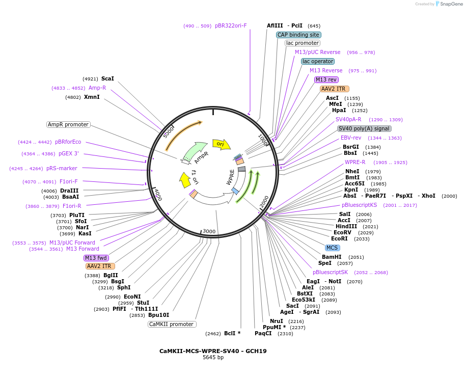230823-plasmid-map-sequence-id-457140
