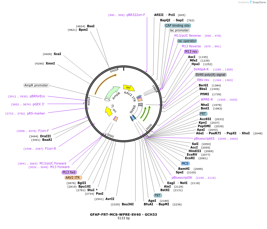 230831-plasmid-map-sequence-id-457141