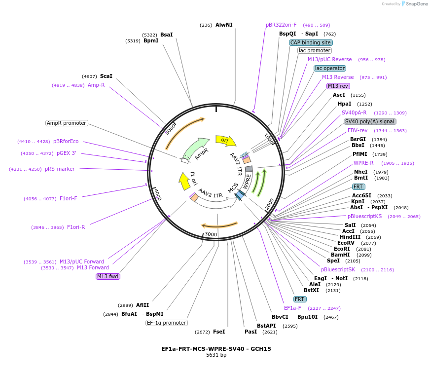 230822-plasmid-map-sequence-id-457143