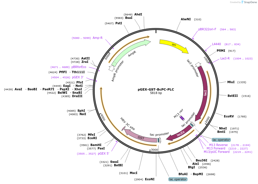 224255-plasmid-map-sequence-id-457146