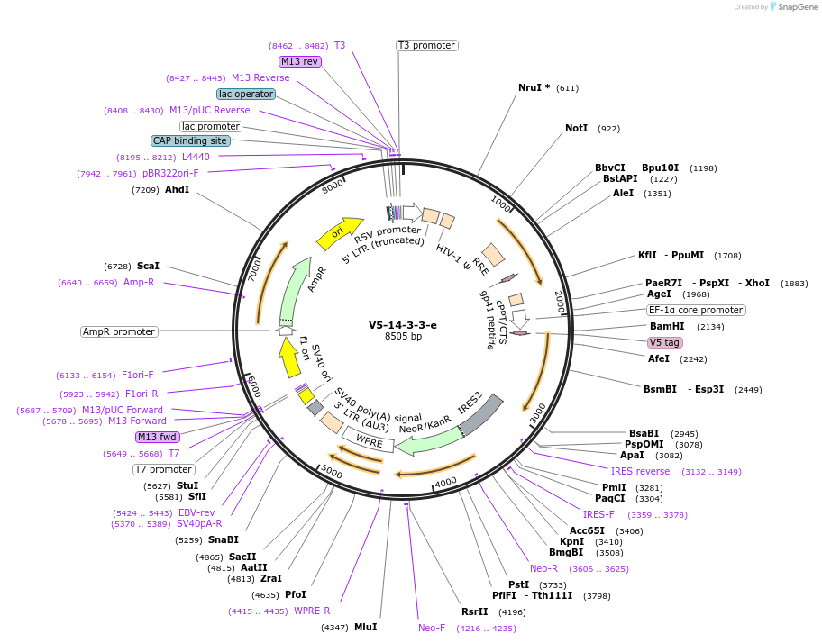 229426-plasmid-map-sequence-id-457147