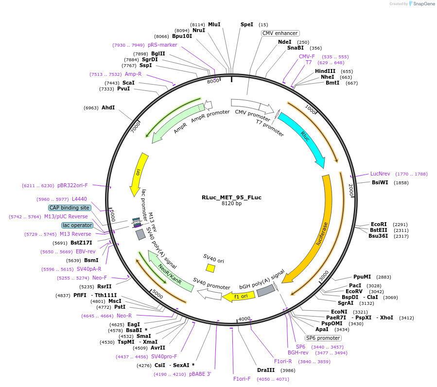 226463-plasmid-map-sequence-id-457148
