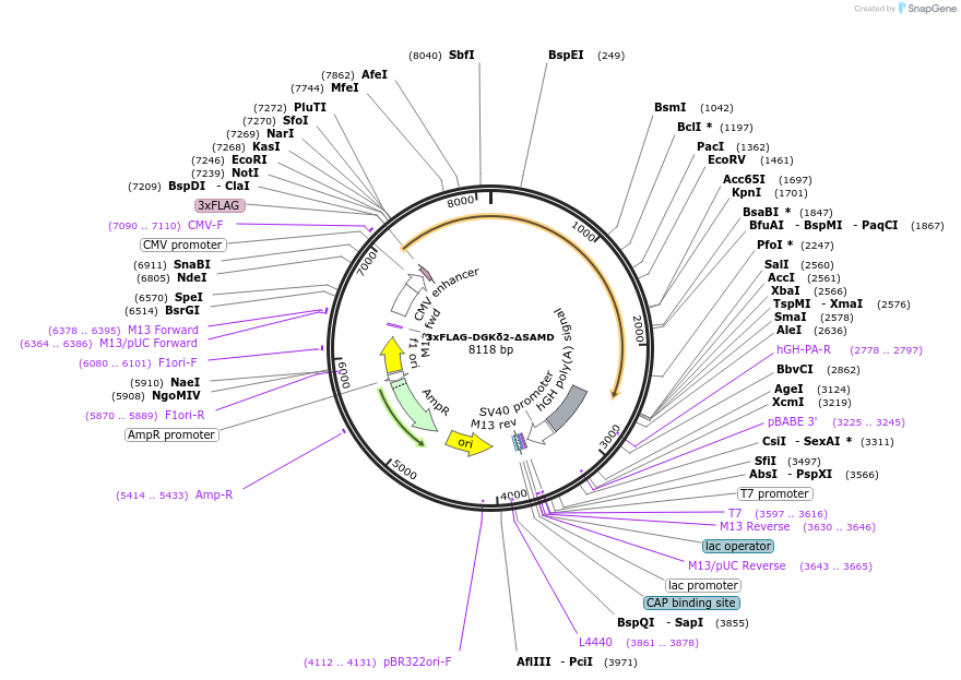 226507-plasmid-map-sequence-id-457149