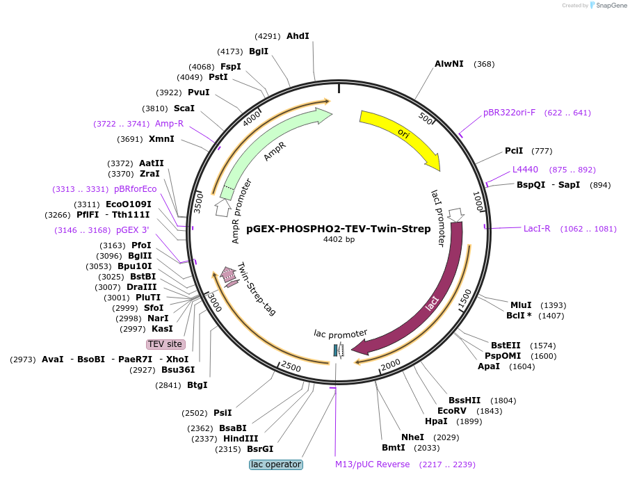 222017-plasmid-map-sequence-id-457152