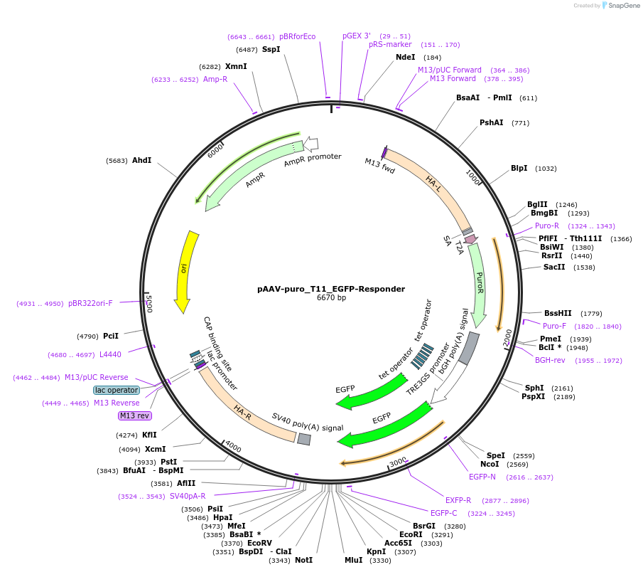 230051-plasmid-map-sequence-id-457157