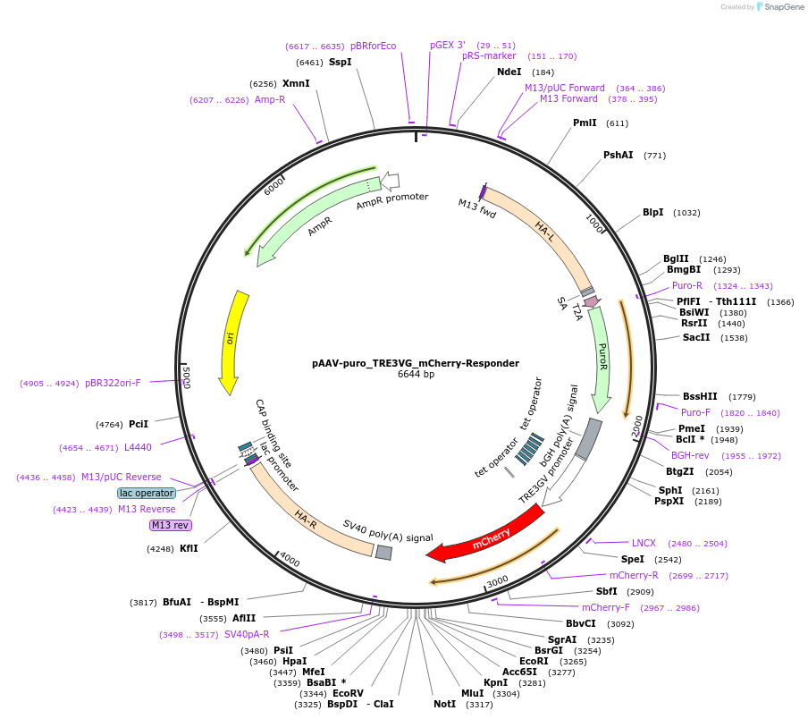 230052-plasmid-map-sequence-id-457158