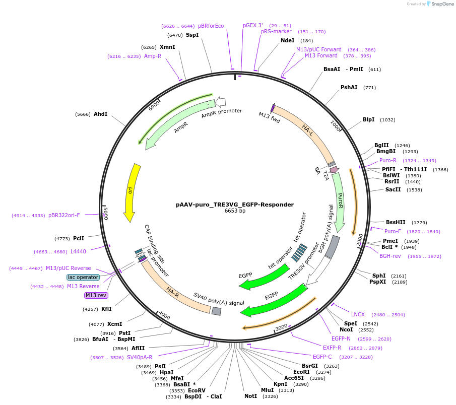 230050-plasmid-map-sequence-id-457159