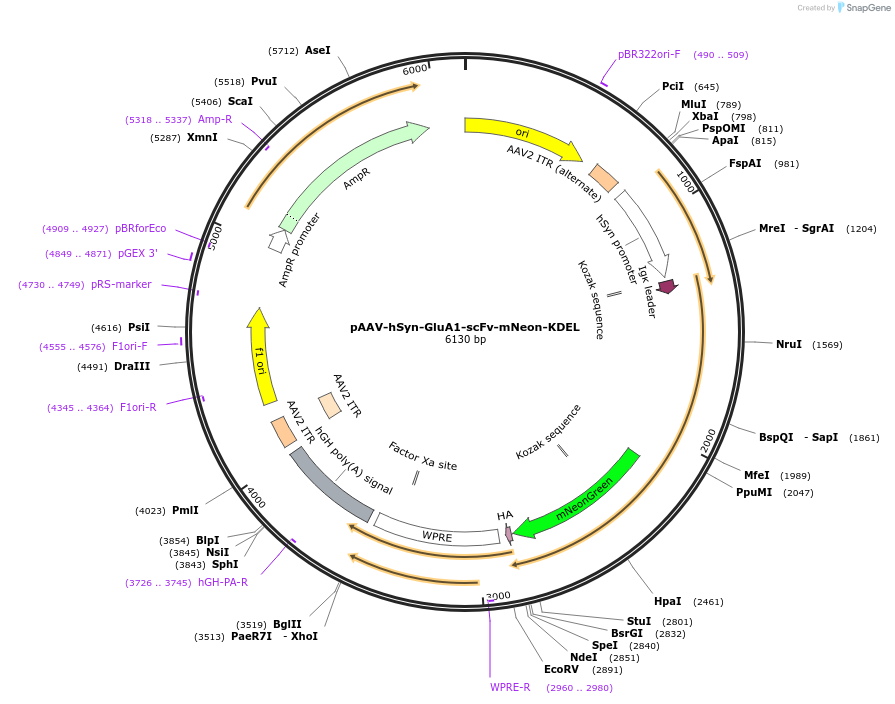 230056-plasmid-map-sequence-id-457171