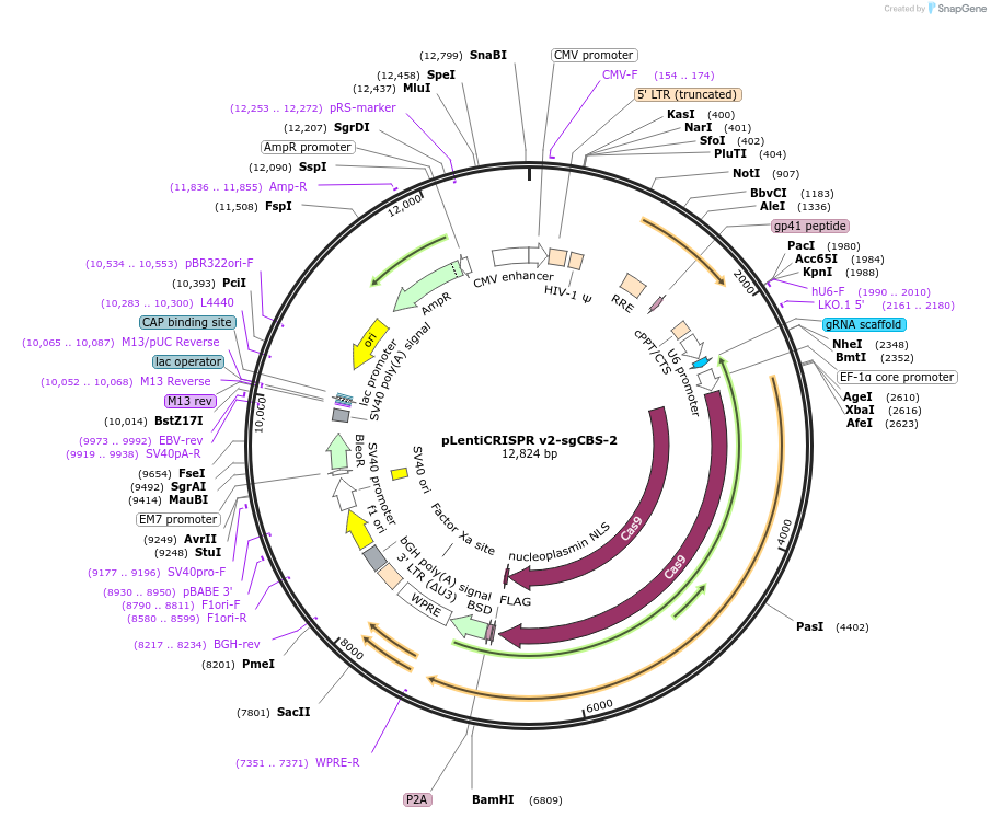 230082-plasmid-map-sequence-id-457172