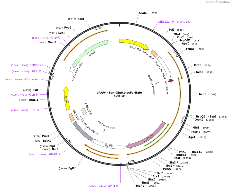 230055-plasmid-map-sequence-id-457173