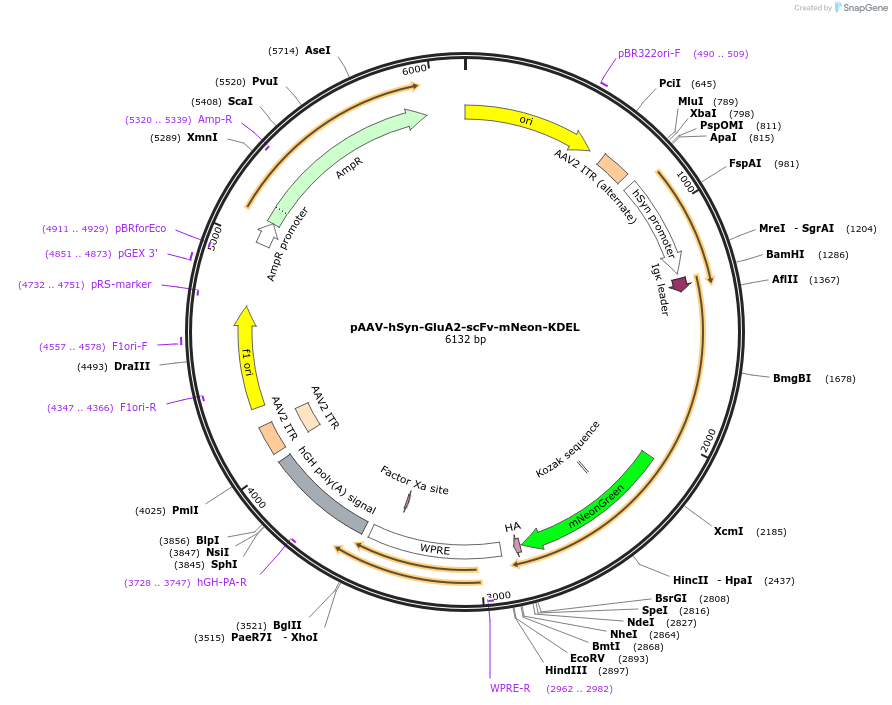 230057-plasmid-map-sequence-id-457175