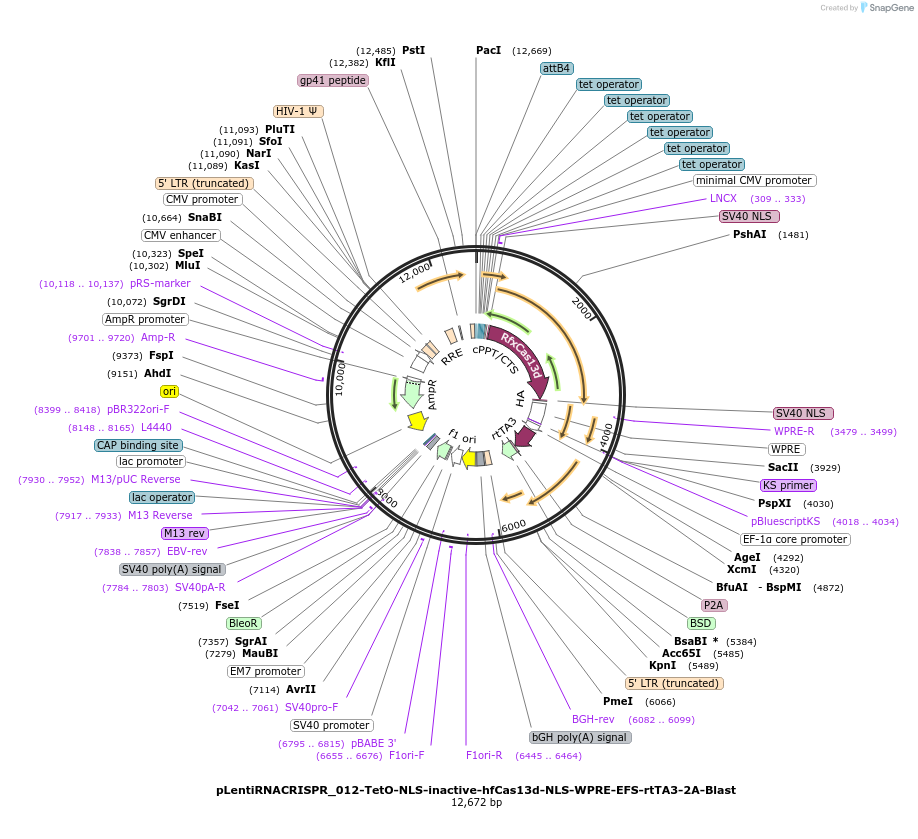 228558-plasmid-map-sequence-id-457180