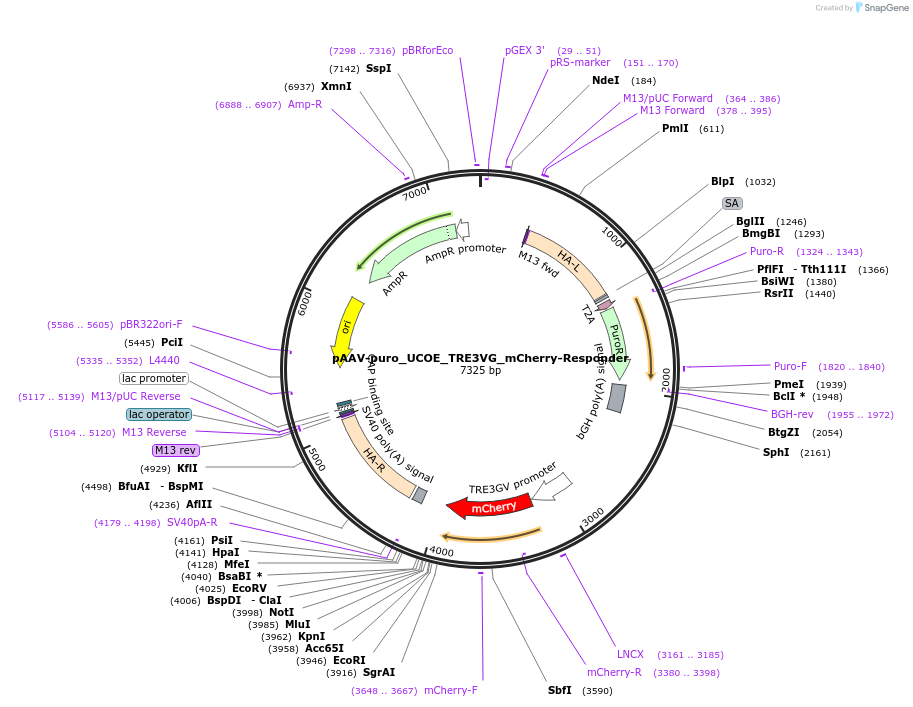 230053-plasmid-map-sequence-id-457181