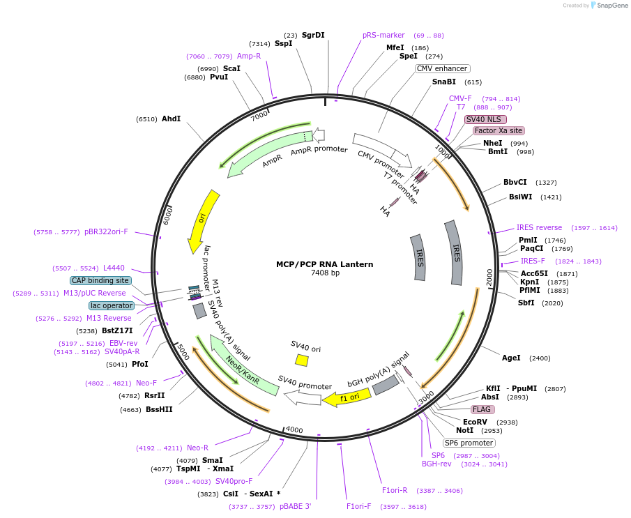 226095-plasmid-map-sequence-id-457183