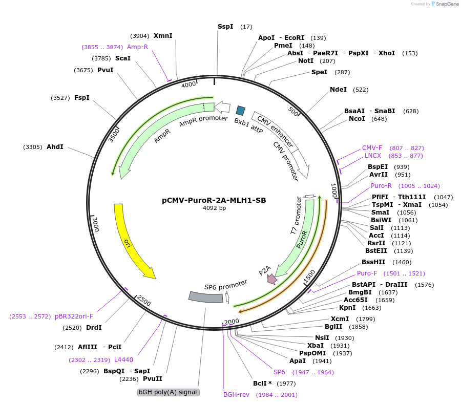 228871-plasmid-map-sequence-id-457184