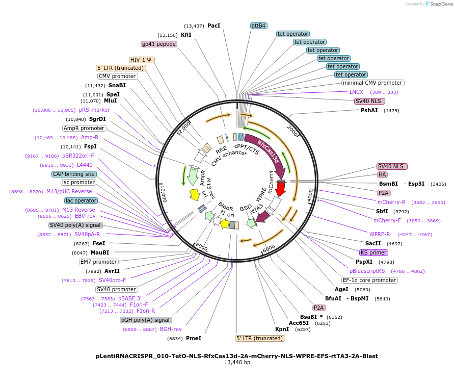 228555-plasmid-map-sequence-id-457188