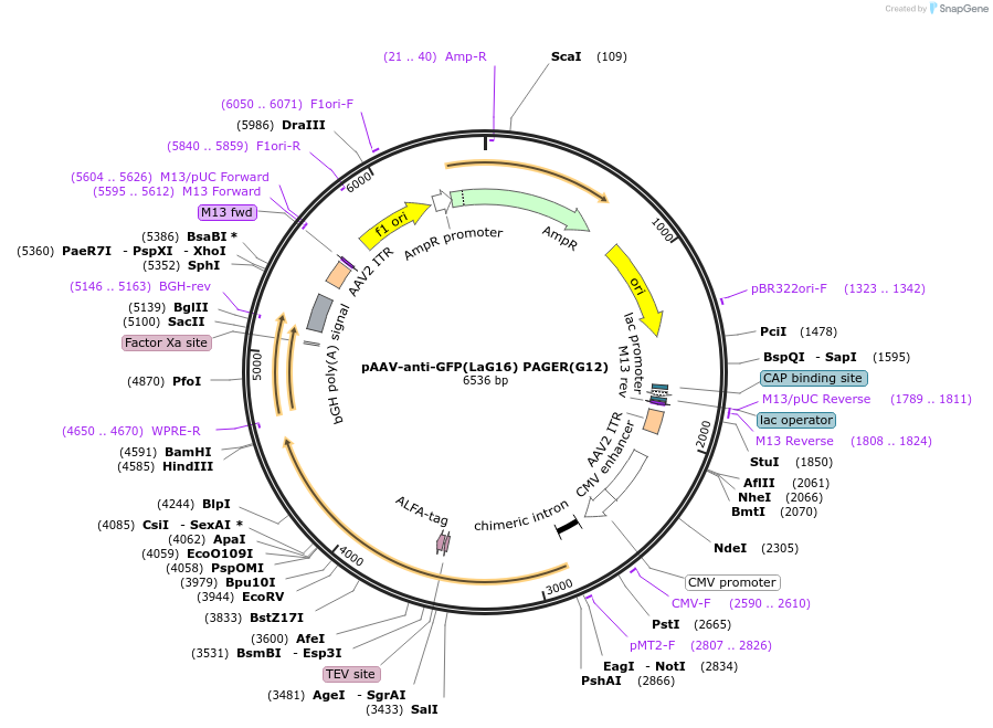 230009-plasmid-map-sequence-id-457189