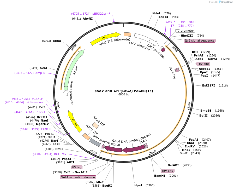 229996-plasmid-map-sequence-id-457194