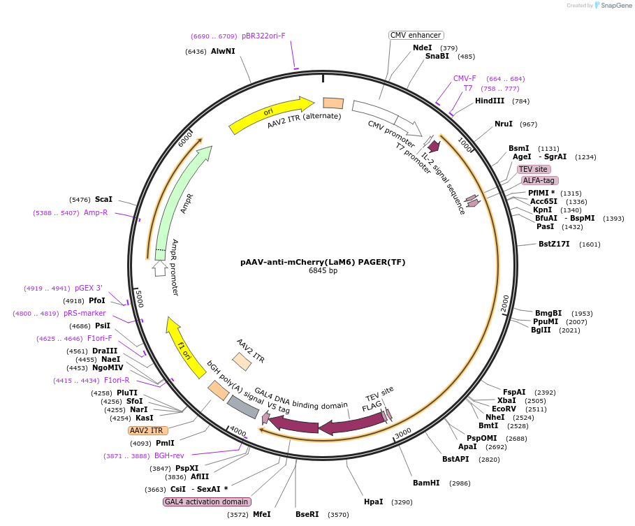 229998-plasmid-map-sequence-id-457195