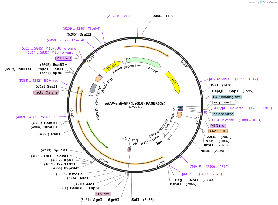 230007-plasmid-map-sequence-id-457196