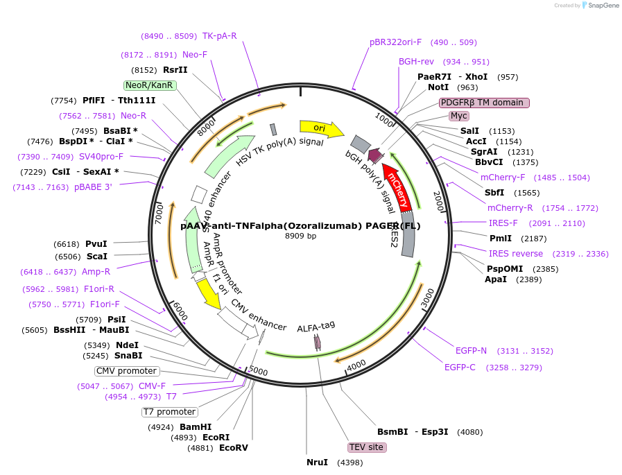 230024-plasmid-map-sequence-id-457202