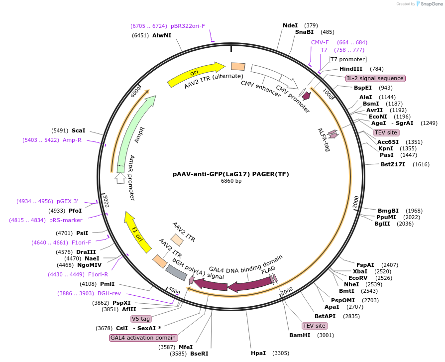 229997-plasmid-map-sequence-id-457203