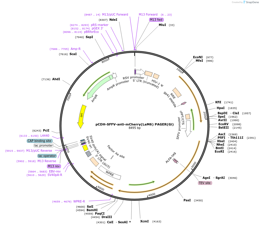 230021-plasmid-map-sequence-id-457207