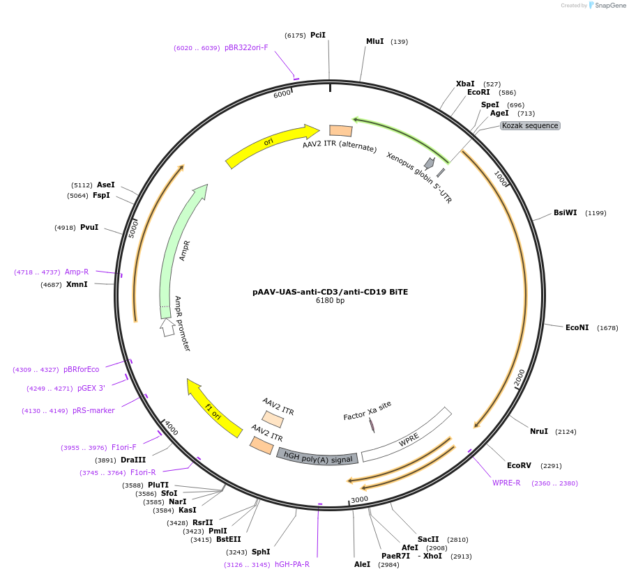 230005-plasmid-map-sequence-id-457208