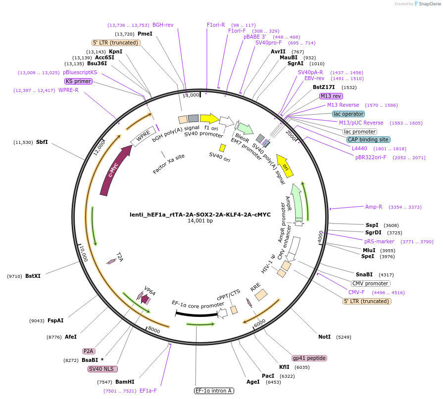 229545-plasmid-map-sequence-id-457216