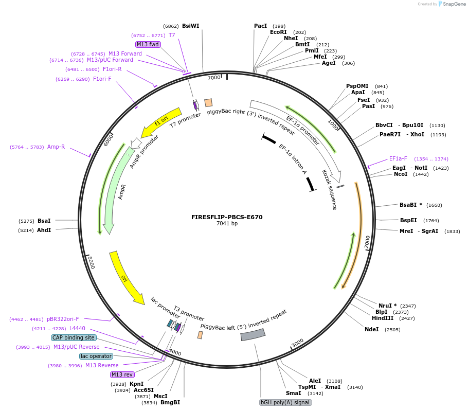 228701-plasmid-map-sequence-id-457220