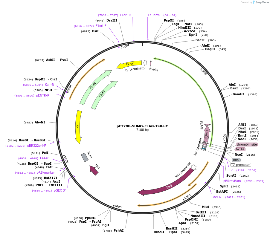 229222-plasmid-map-sequence-id-457223