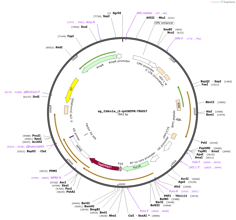 228953-plasmid-map-sequence-id-457225