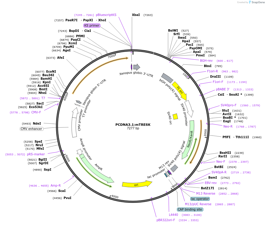 224771-plasmid-map-sequence-id-457266
