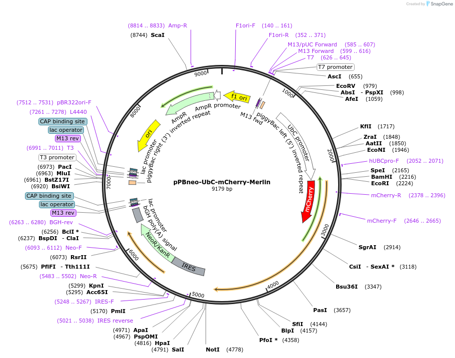 228758-plasmid-map-sequence-id-457326