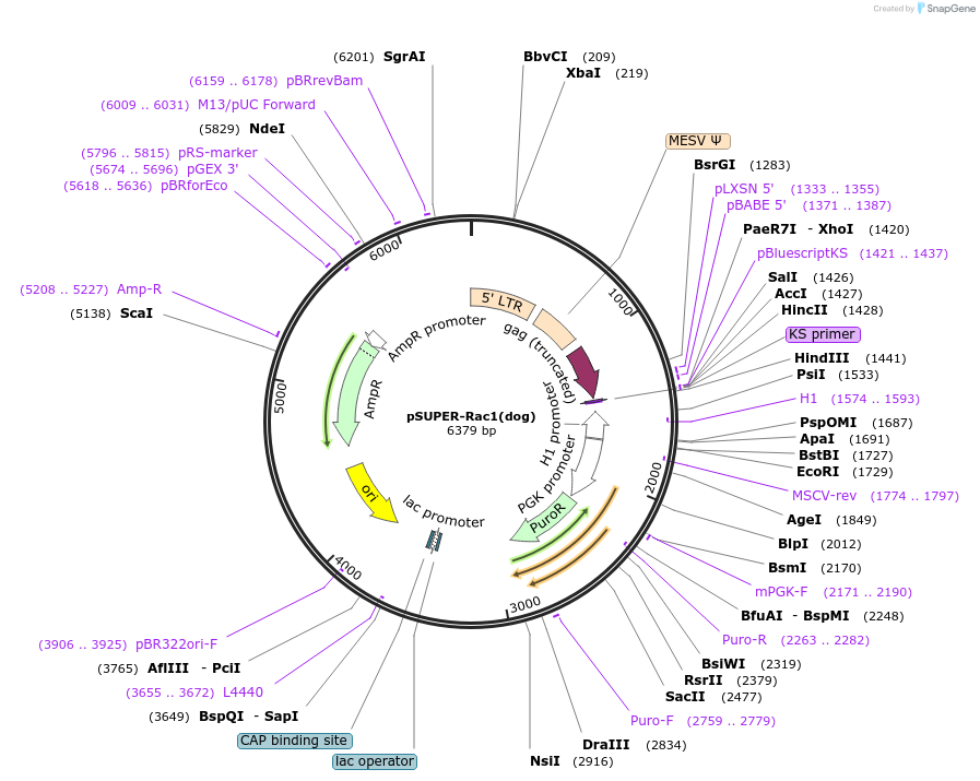 228760-plasmid-map-sequence-id-457327