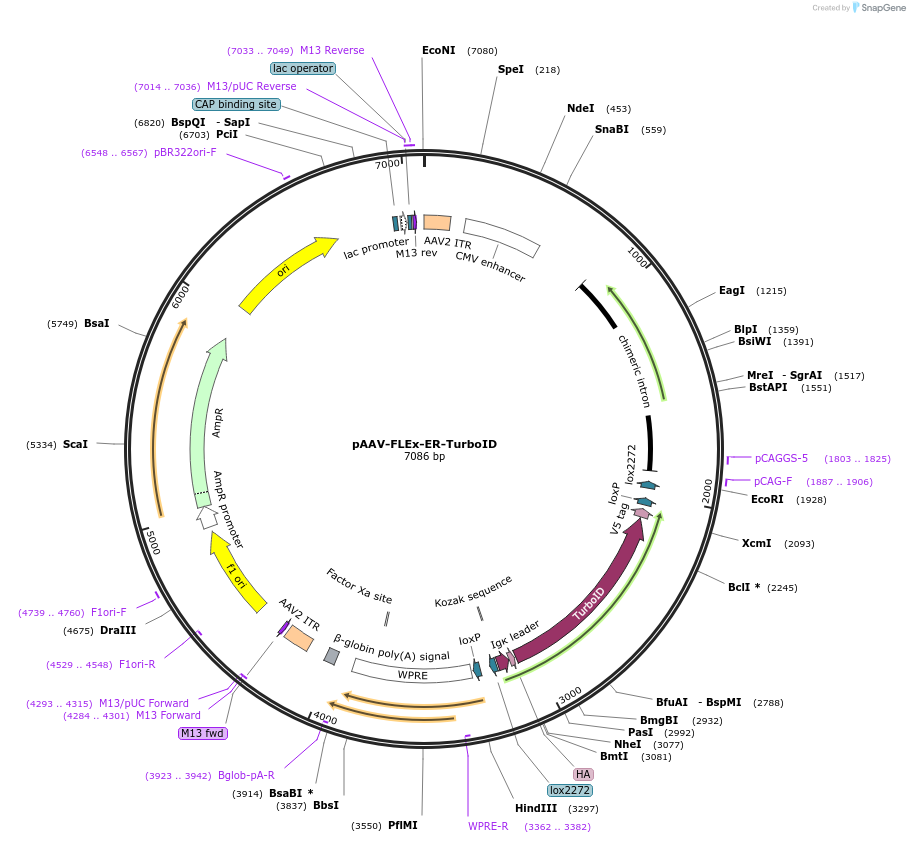160857-plasmid-map-sequence-id-457348