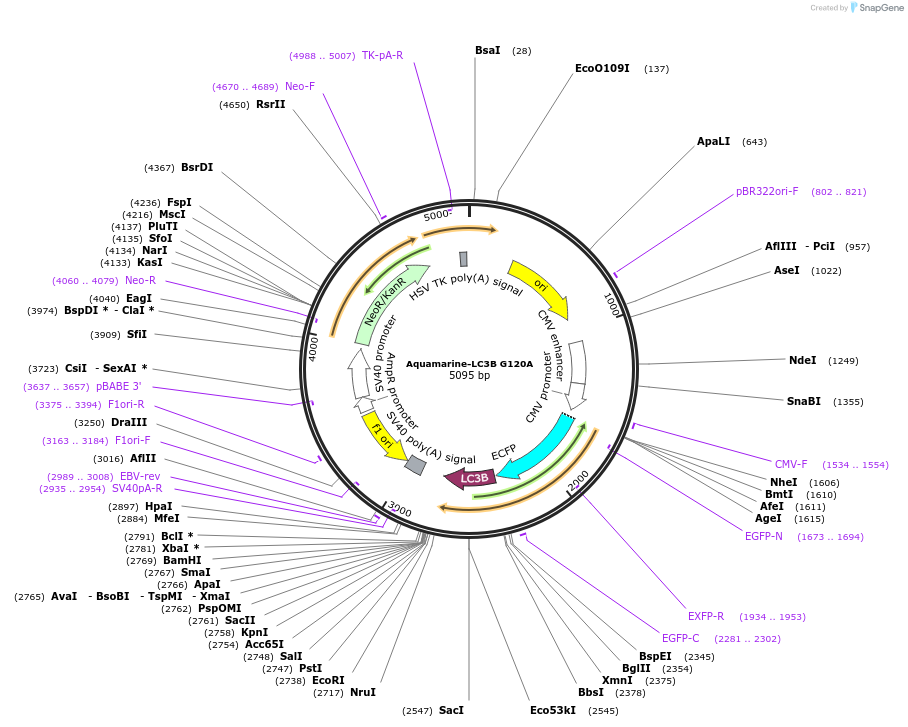 228563-plasmid-map-sequence-id-457349