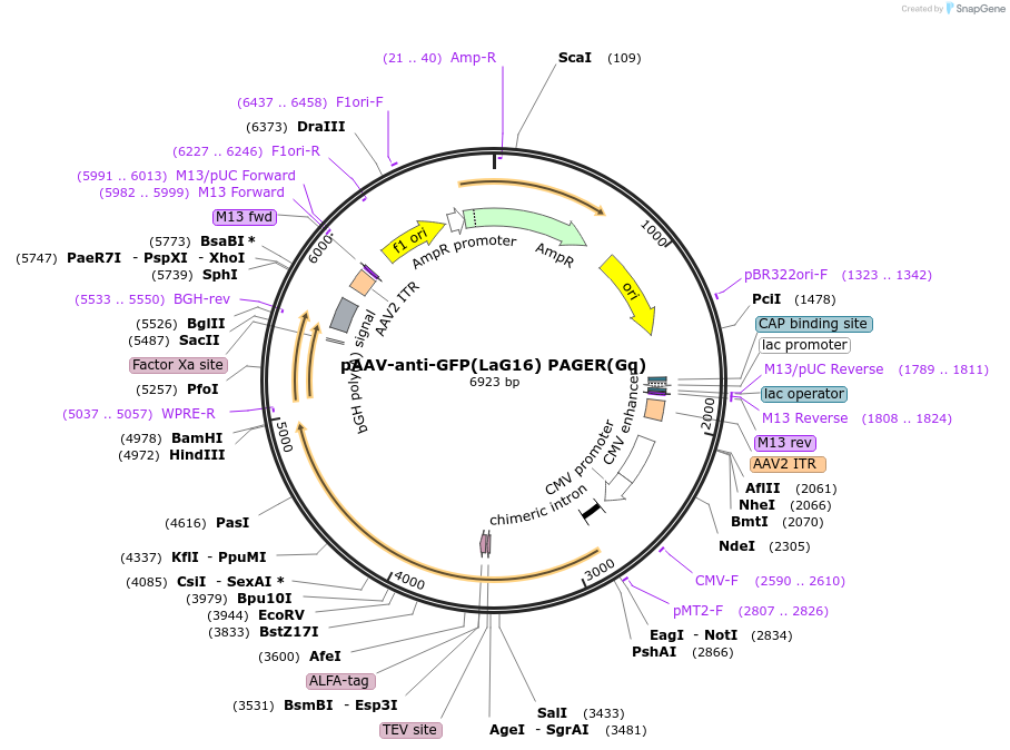230006-plasmid-map-sequence-id-457366