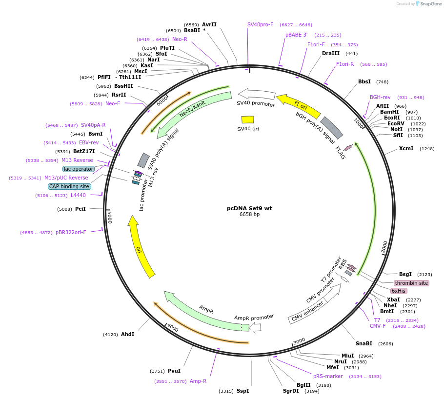 24084-plasmid-map-sequence-id-457368